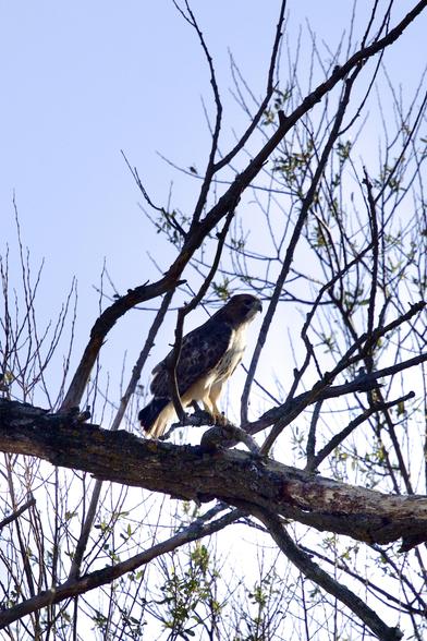 Red tailed hawk in a tree