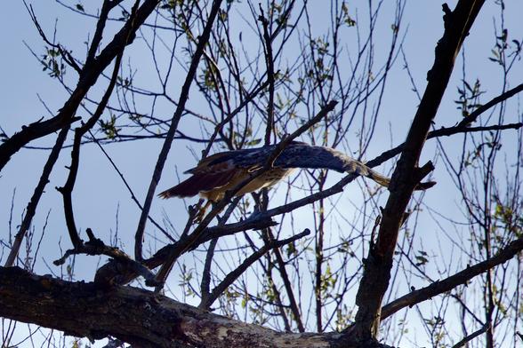 Launching from a perch red tailed hawk