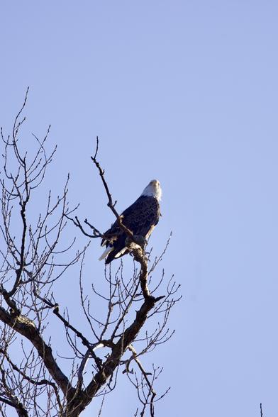 Bald Eagle with impressive claws, perhaps tapping impatiently while waiting in the late afternoon sun