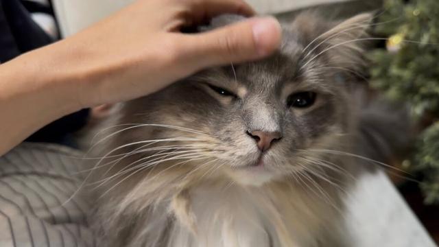 匂いチェックからの上に乗って寛ぐ猫　サイベリアンA cat checking the smell. Siberian