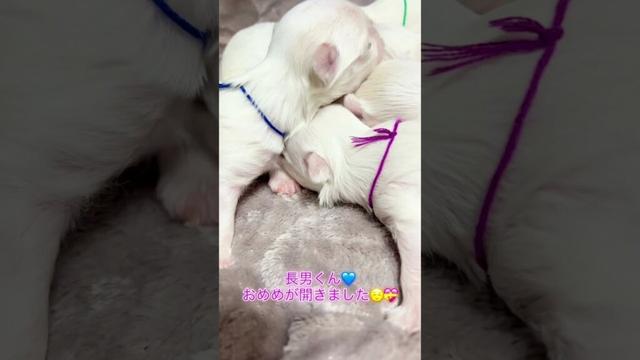#12日目 マナが10月22日に5マルを出産いたしました。#shorts #マルチーズ