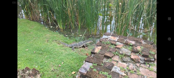 Waran in Flussnähe.