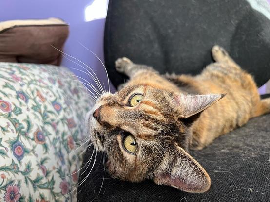 The fabulous Abbie Tabby Tortie known as Ms Monster. She was weird and truly wonderful for the special 15 years we got to share together. She had the most strikingly silky fur.