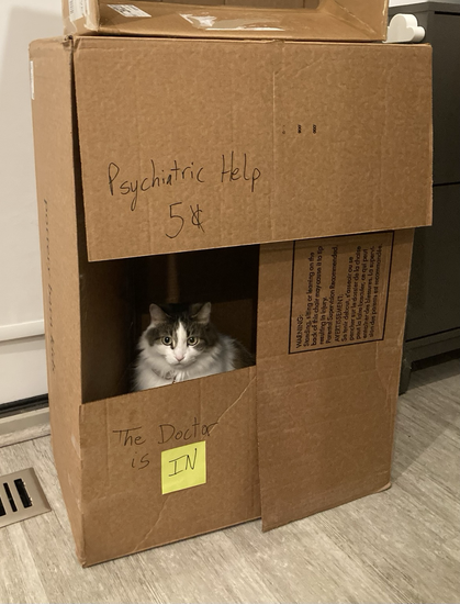 Lucy Van Pelt's psychiatric office has been taken over by a fuzzy tuxedo tabby cat.
The doctor is in.