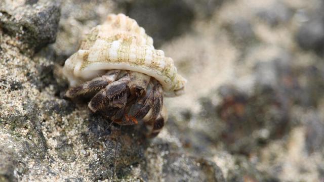 Tawny hermit crab in a ribbed, white shell, standing on a foreground rock with background rocks blurred