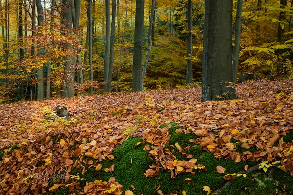 October fall in the afternoon forest. The lower half of the frame shows the forest floor, densely covered with orange-brown leaves. On the right side at the bottom, there is a large patch of green moss, without leaves. The upper half of the frame shows a slightly blurred wall of a colorful autumn forest. On the right side of this large area covered with leaves, a large beech trunk grows. On the left, at the end of the carpet of leaves, there is a small beech tree with quite a few rusty yellow leaves still on it, and in front of it a small stump from a felled tree.