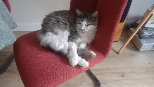 Grey and white longhaired cat napping on a red chair