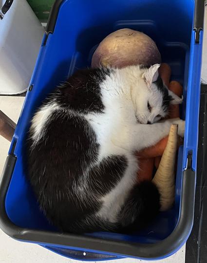 Katu’s a little, quite fluffy white and black cat. She’s got a black nose, a black patch under her chin, and a black patch above her left eye.
There’s a collage of 4 photos here, all with the same cat.
In this one, she’s lying in a blue plastic shopping basket atop a selection of root vegetables. She’s got a thing for carrots.