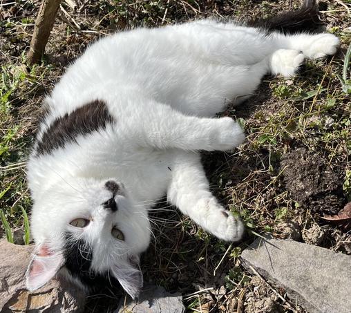 Katu lying on ber side, on a patch of dry earth, in the sunshine, head tilted back to look up at the camera.