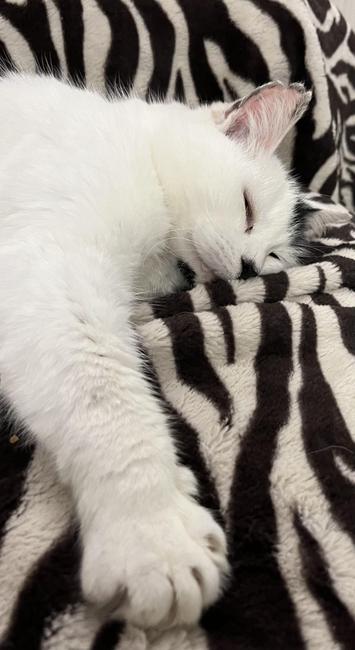 Katu lying on a zebra stripe blanket, on her side, one paw outstretched towards the camera, eyes half closed.