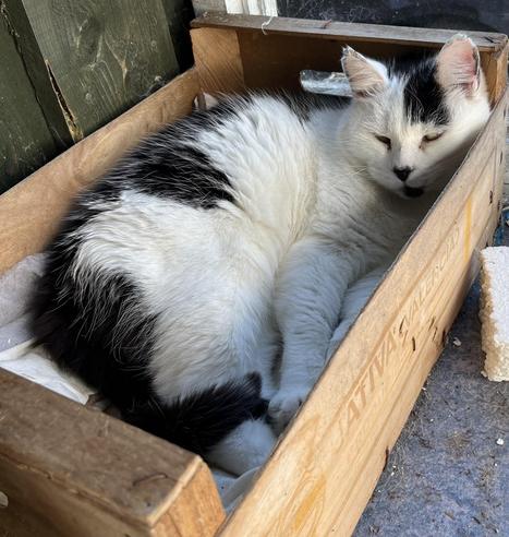 Katu lying in an old wooden fruit crate, mostly on her side, her head propped up on the end of the crate. Basking in the sunshine.