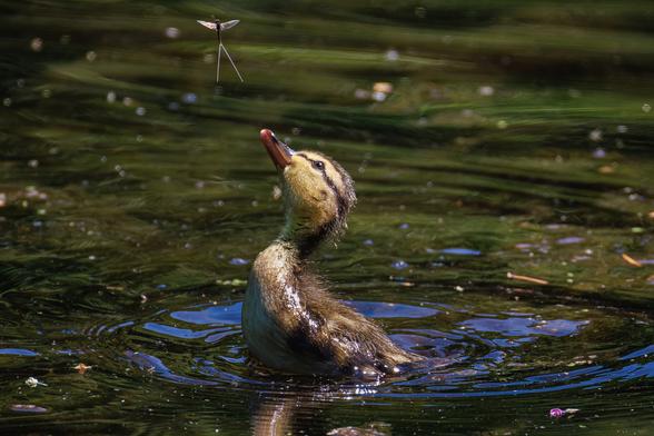 A photo of a mallard duckling swimming on a pond surface in bright sunlight with its head raised and tilted back, poised to lunge out of the water at a mayfly hovering just above it. The water surrounding the duckling has ripples and plant debris floating on it and reflects hues of green and blue.