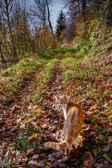 Sigma le chat roux et blanc est sur un chemin de foret plein de feuilles mortes. Il se retourne pour voir derrière lui.
