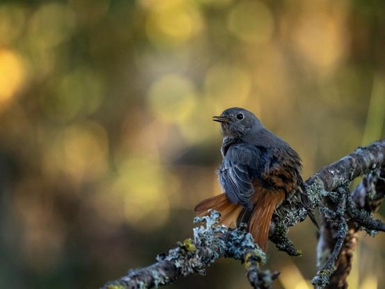 Photographie d'un rougequeue noir qui fait sa plumette sur une branche avec une aile et sa queue dépliées