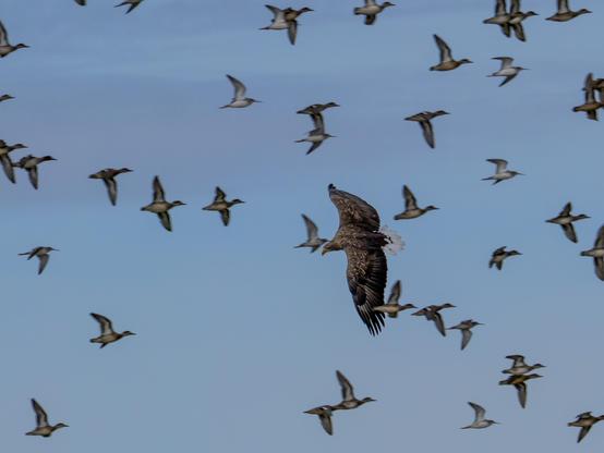 Photographie d'un pygargue à queue blanche en vol, avec de nombreux canards et oiseaux limicoles qui lui passent devant à toute vitesse.