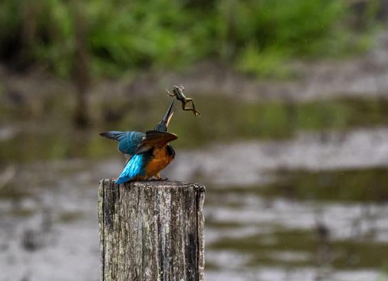 Photographie d'un martin-pêcheur qui s'apprête à attraper une grenouille qu'il vient de jeter en l'air.