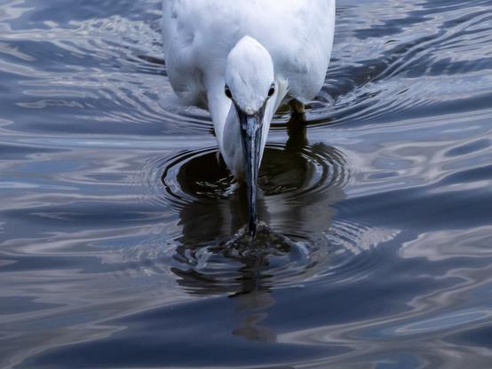 Photographie en gros plan d'une aigrette garzette qui vient de pêcher un tout petit poisson et qui provoque des rides dans l'eau.