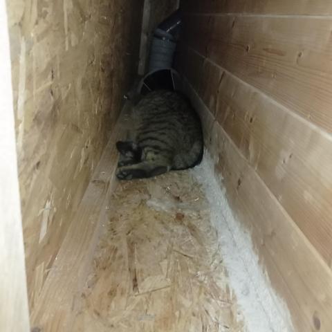 Au fond des combles perdues étroites, on devine un chat avec une collerette étalé.