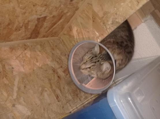 Le chat avec une collerette qui sort enfin des combles.