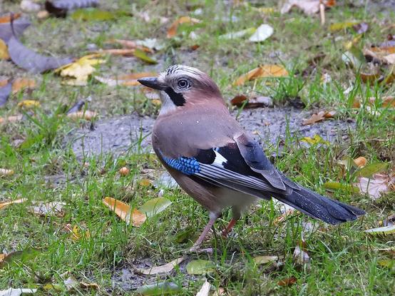 Vlaamse gaai - Garrulus glandarius - zit op een gazon tussen afgevallen herfstbladeren. Het is een regendag, op de rug en staart van de vogel glinsteren allemaal waterdruppeltjes.