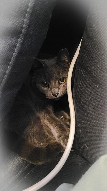 Harmaa kissa mustien sohvatyynyjen väliin syntyneessä kolossa. Ohi kulkee sohvan  takana pistorasiassa kiinni oleva valkoinen jatkojohto.