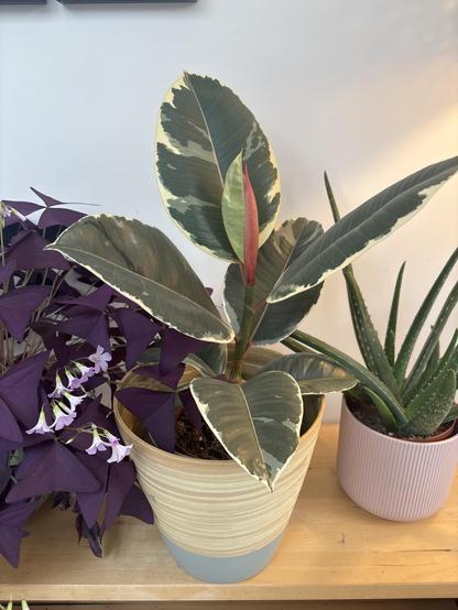 A variegated ficus with a reddish top and a new green leaf unfurling. There is a purple coloured Oxalis to the left and an Aloe Vera to the right.