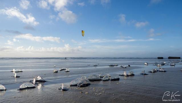 Photographie en couleur sur une plage en bord de mer, captée au ras du sable humide à marée descendante, avec en premier plan de très nombreuses vélelles échouées avec encore leur "voile" bien dressée pour la plupart.
En arrière-plan, passe un kitesurfer sur des petites vagues, tracté par une voile (kite) jaune sous un ciel, pratiquement bleu avec seulement quelques nuages, occupant un peu plus de la moitié supérieure du cadrage.
Mais hors cadrage sur la gauche, le ciel est plus menaçant et effectivement, un quart d'heure plus tard, un léger grain va passer sur la plage.