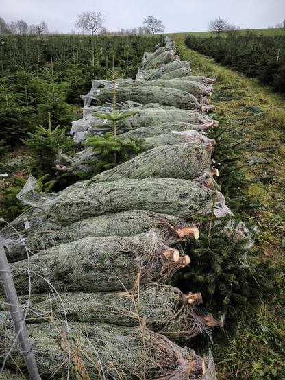 Eine lange Reihe von abgesagten Fichten liegt eingenetzt in einer Weihnachtsbaumkultur.