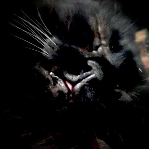nahaufnahme eines gesichts eines schlafenden schwarzen katers, unterbelichtet, eine low key aufnahme wenn man so will. es ist fast nur die nasenspitze in grau zu sehen und die darunterliegende oberlippenspalte sowie ganz wenig von der unterlippe, der rest verschwindet großteils im schwarz. mittig im bild blitzt als einziger farbklecks ganz wenig die rosa zungenspitze hervor. nach oben links weisen weiß bzw grau erscheinende schnurrhaare. oben rechts sieht man ein bisschen was vom fell an der stirn glänzen und des katers zugekniffenes rechtes auge