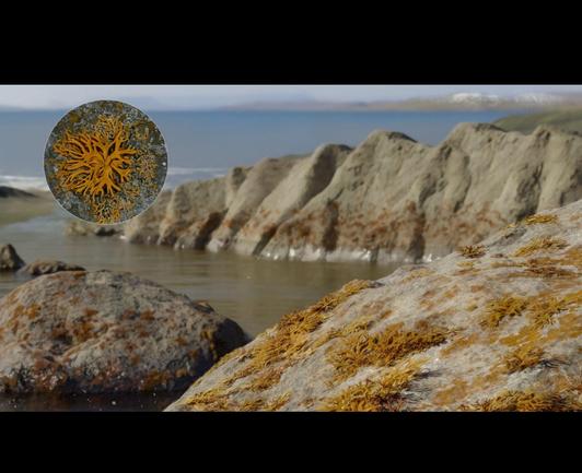 yellow branching lichens on light grey rocks on the sea shore