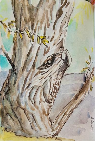 Aquarellskizze über Federzeichnung: ein knorrigee Baumstamm mit tiefgefurchter Rinde, aus dem ein Tiergesicht zu gucken scheint