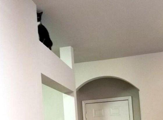 Un chat noir et blanc est "caché" sur une poutre près du plafond dans un intérieur clair, on ne voit que lui