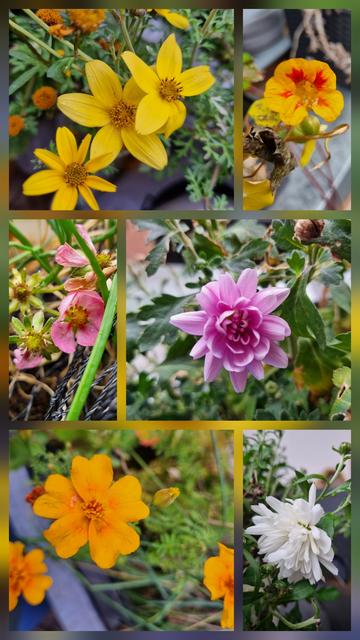 Collage of 6 flowers. Pink strawberry, white and purple summer aster, orange tagetes, orange nasturtium, yellow bidens