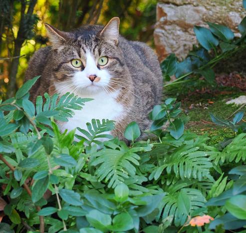 Un gros pépère chat tigré posé à terre, contre un mur et derrière quelques feuillages.