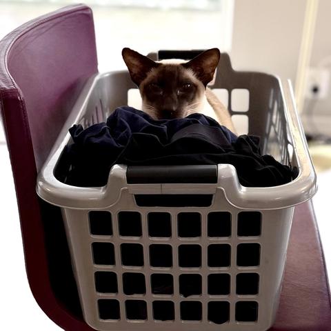 SCSi, the chocolate-point Siamese cat, is nestled inside a  grey plastic laundry basket filled with dark clothing. The basket sits on a dark purple leather Ikea dining chair, and he peeks over the clothes, looking directly at the camera.