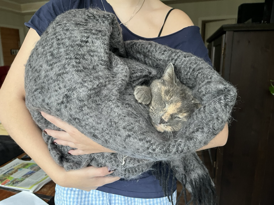 Harmaa kissa sylissä harmaan villapeitteen sisällä tortillana