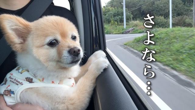 実家とのお別れが寂しくなり、愛犬がこうなりました…