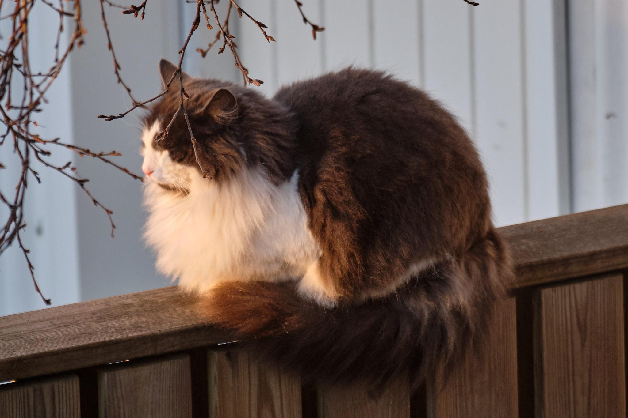 Grása, a grey and white long-haired cat, loafs on a fence