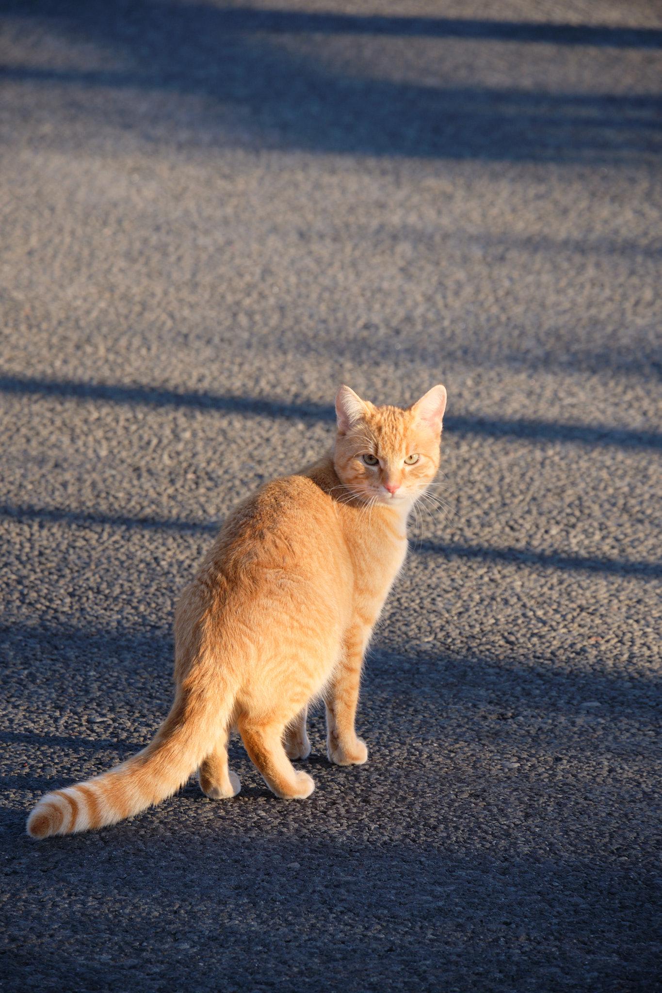 A ginger cat strolling down the road, pausing to look at the photographer.