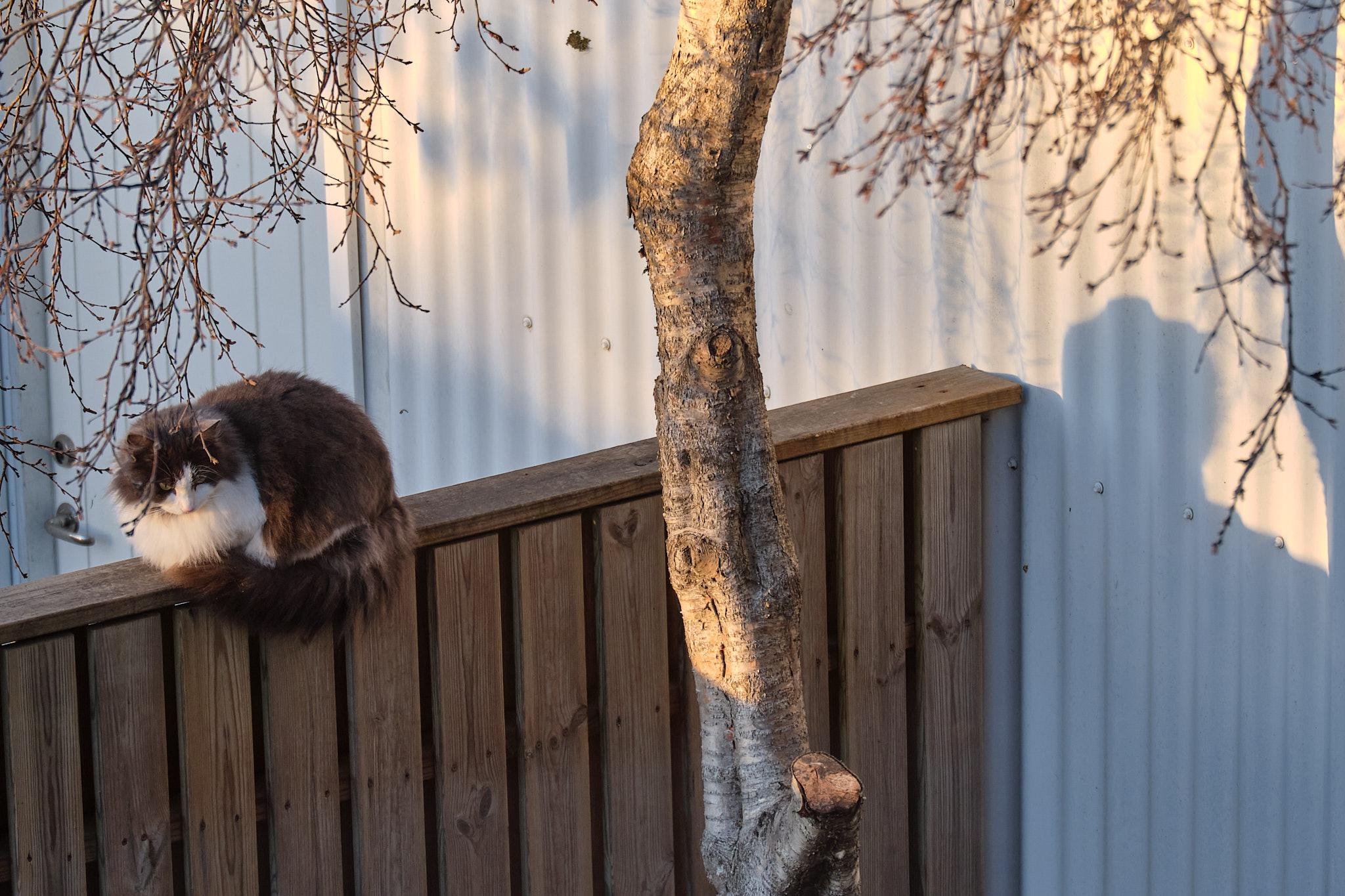 Grása, that same cat on that same fence, but now we can see her shadow behind her.
