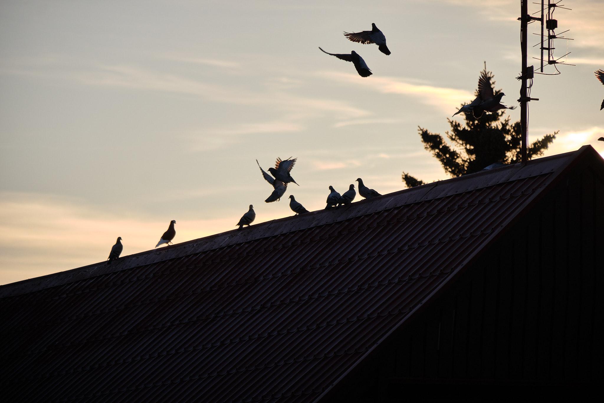Pigeons on a roof, in silhouette, a few of them are taking flight