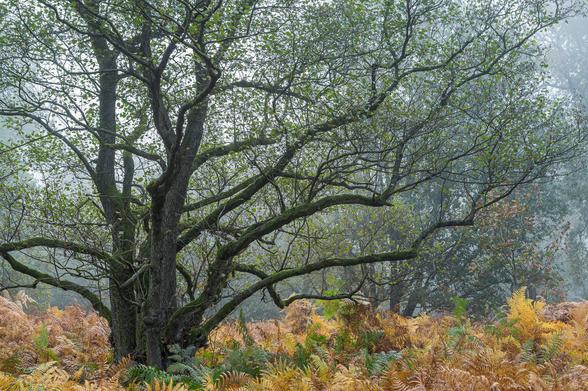 Eine Erle die mitten im herbstlichen Farn steht.