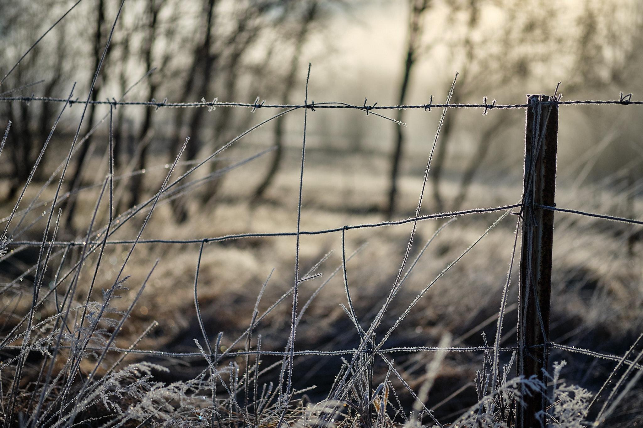 Ice-encrusted barbwire. Trees in the background