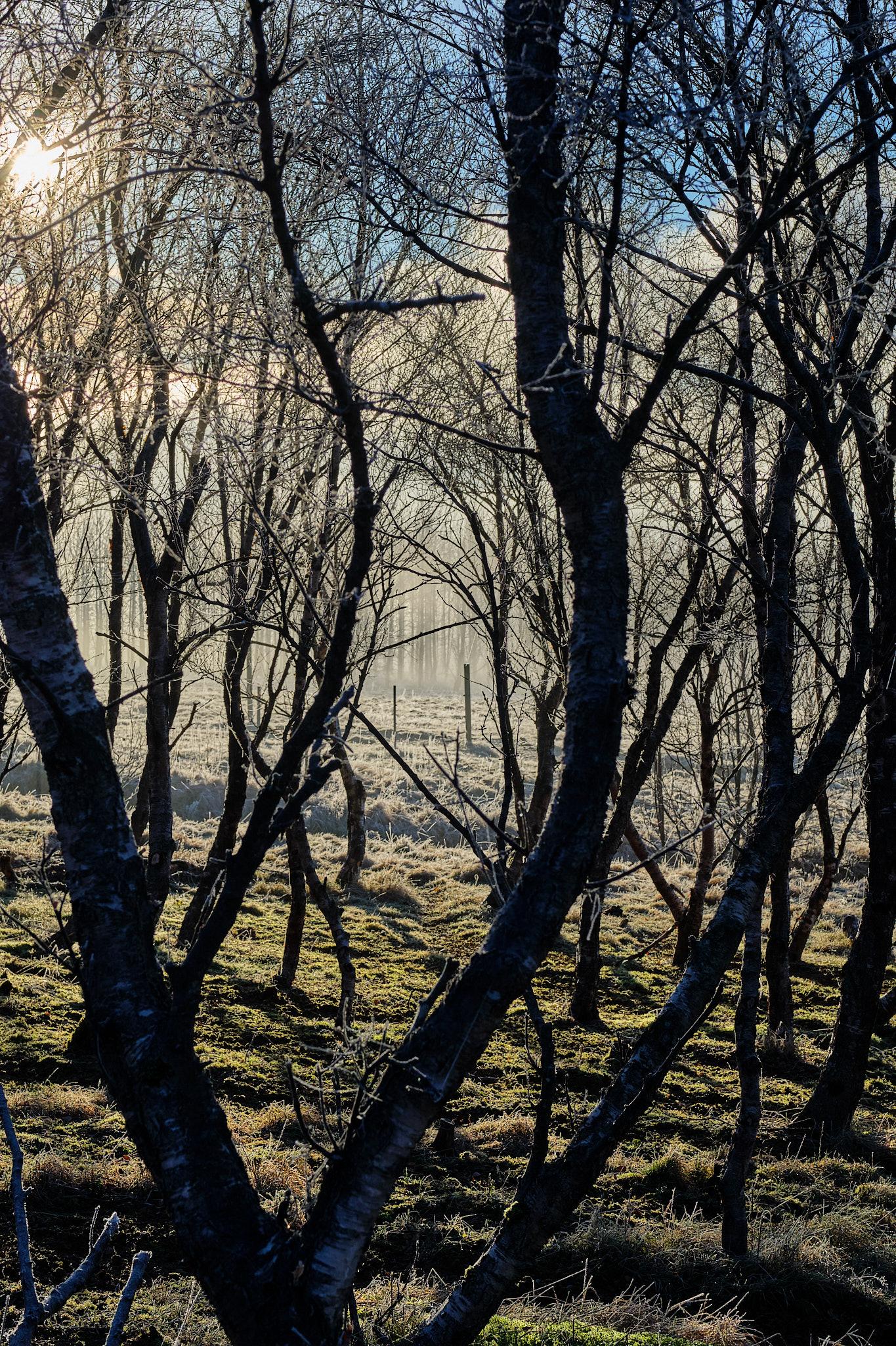 A photo through trees of a misty field