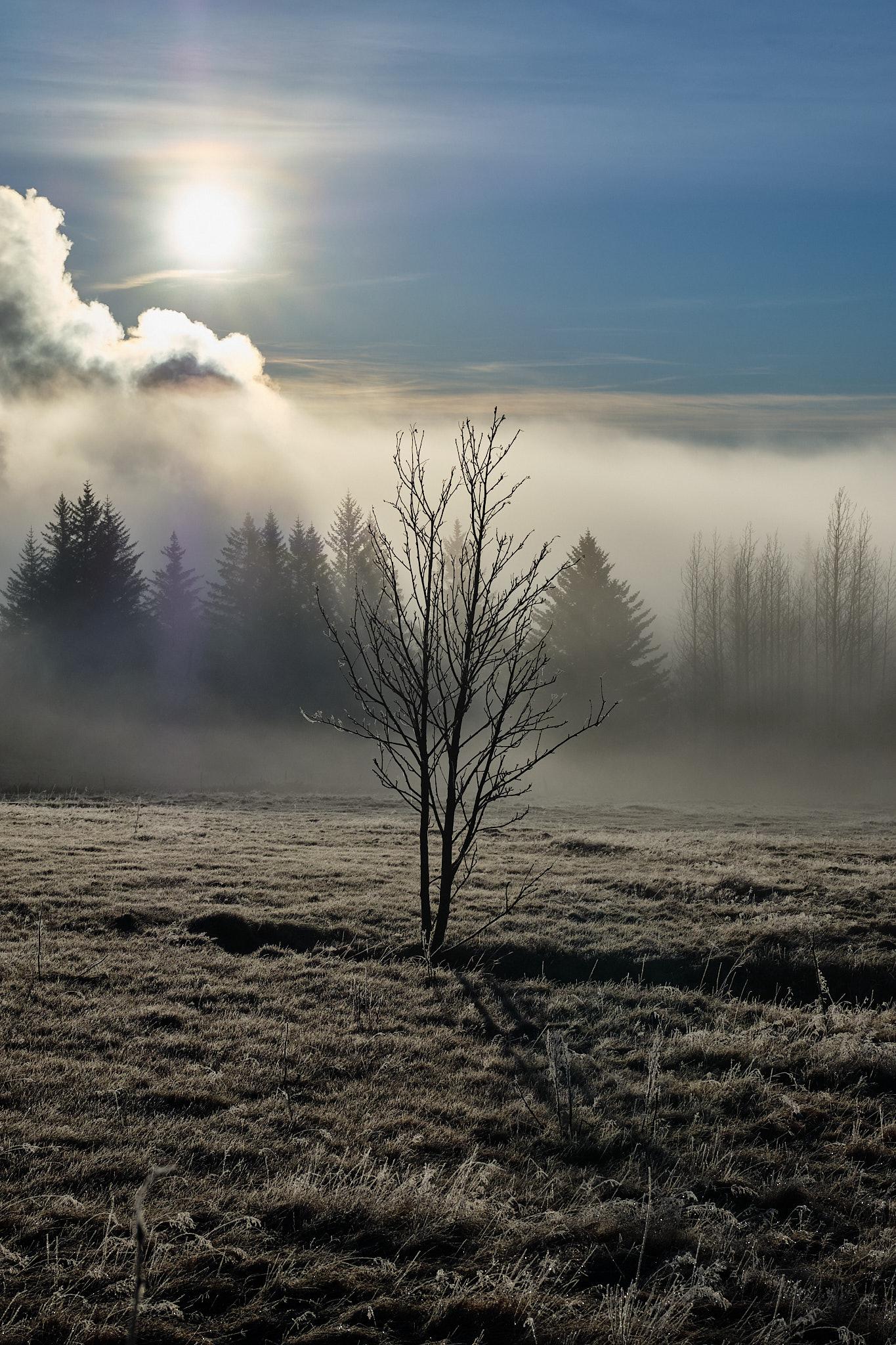 A single tree in a field. Mist and trees in the background.