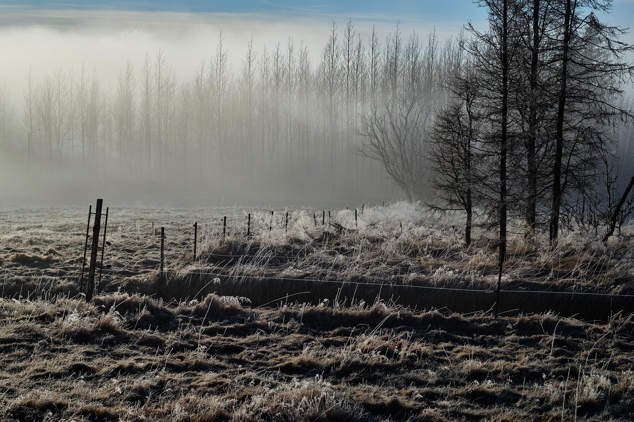 A fence in the foreground, trees in the background