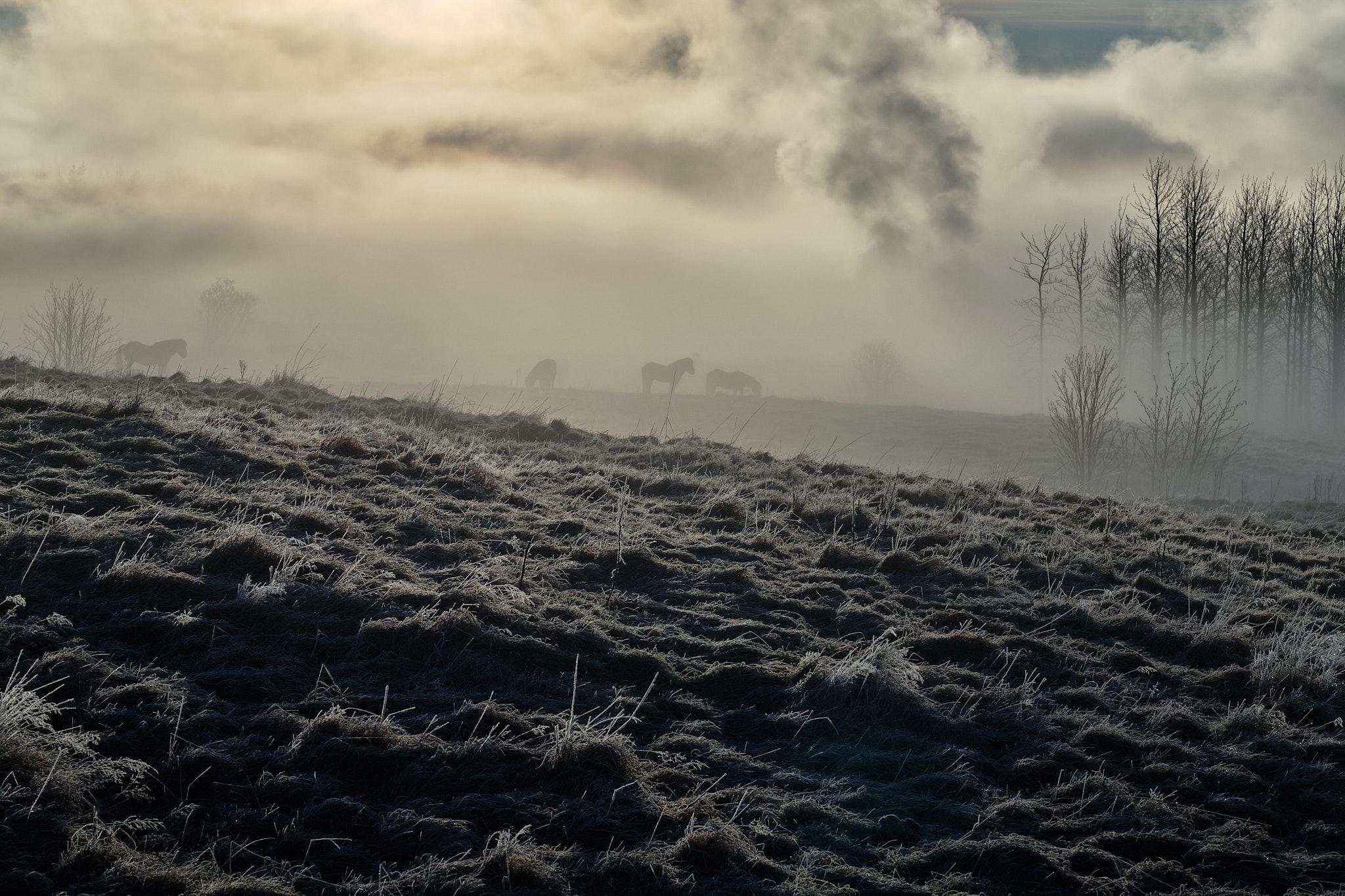 Steam covers a field where four horses graze. You can see a row of trees off to one side.