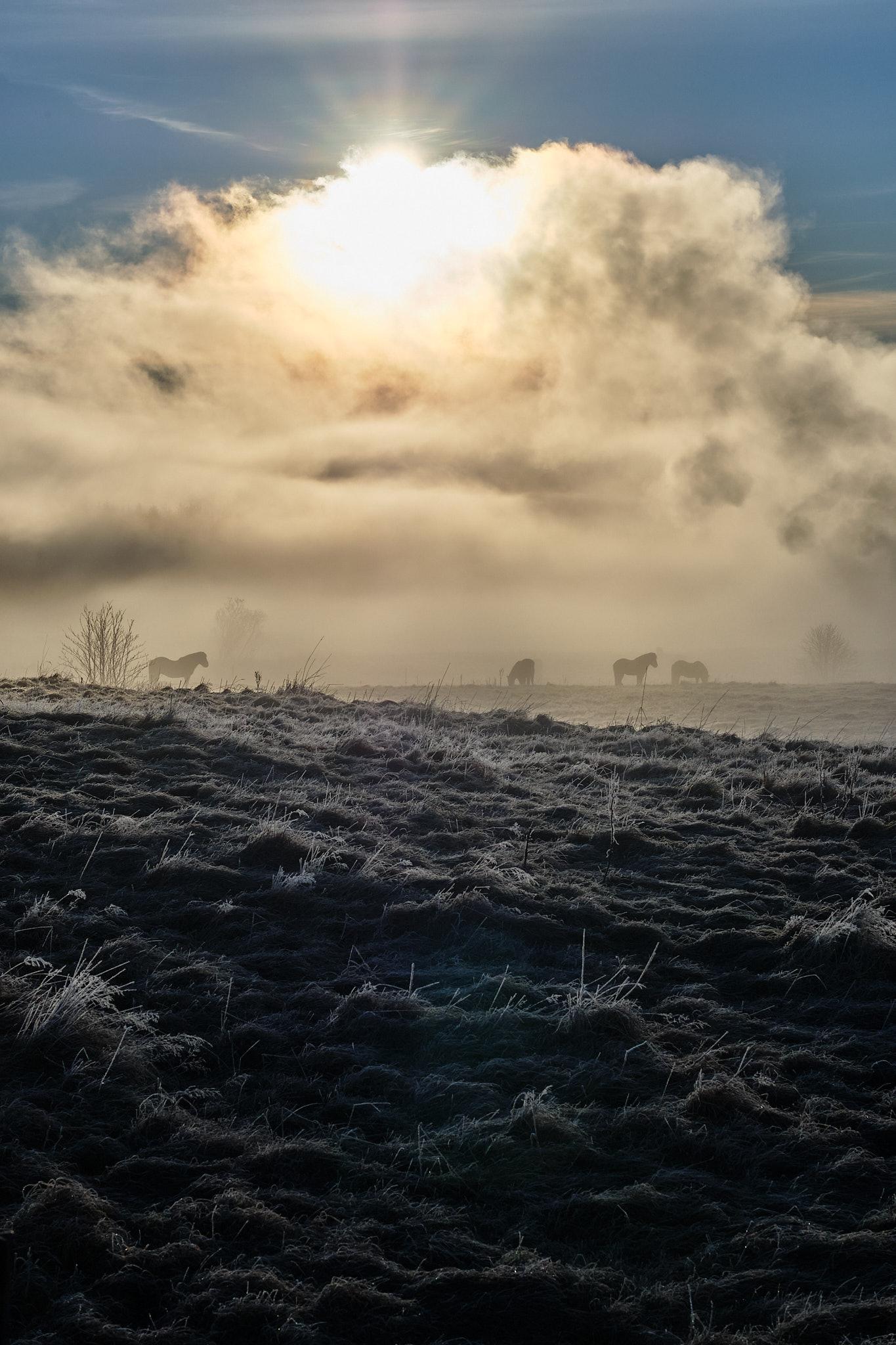 The sun shines over a steam-covered field of horses