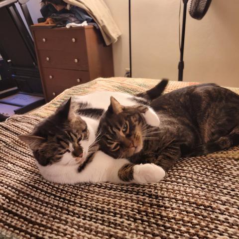 Two cats are snuggling on a brown knitted blanket on my bed. Olly is mostly white with brown tabby patches across her face and back and Farnsworth is a brown tabby.  Olly is on her side and Farnsie's head is resting on one of Olly's front legs and her other front leg is draped around his shoulder so they are in a classic spoon snuggle with Olly as the big spoon. 
***
It's really bugging me, so now I have to point out that I am in fact VERY aware that the blanket is upside down.  The reverse side looks much nicer and I'm sorry you had to see this.