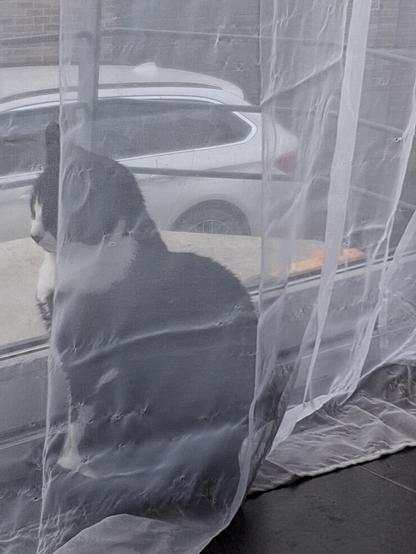 Mona, a tuxie cat with a white face and a black nose is sitting behind the net curtain, looking outside sideways, so het face is visible.